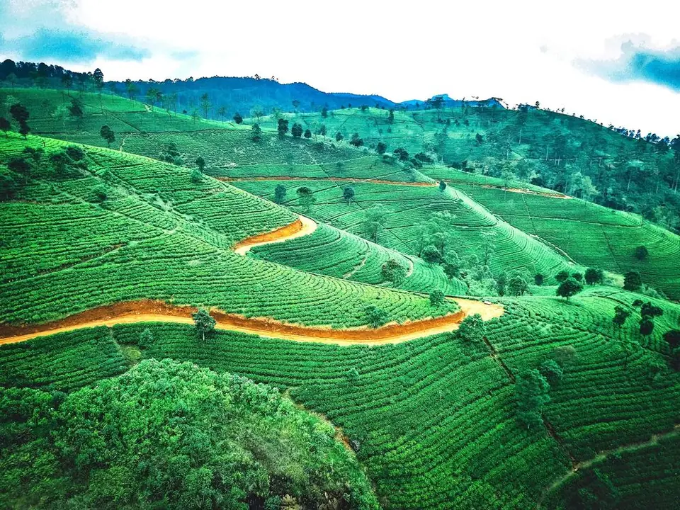 Green tea hills